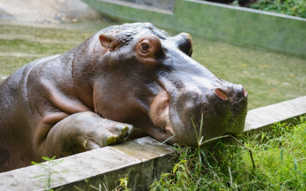 Close-up of Fiona the hippo resting her head on a concrete ledge at the Cincinnati Zoo