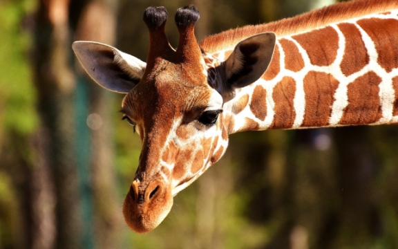 Close-up of a reticulated giraffe with its long neck extending into the frame
